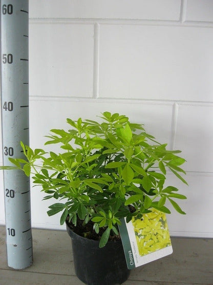  Choisya (Choisya Ternata 'Sundance')