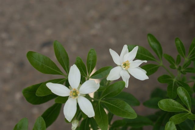  Choisya (Choisya Ternata)