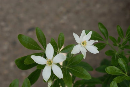  Choisya (Choisya Ternata)