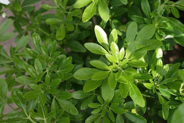  Choisya (Choisya Ternata)