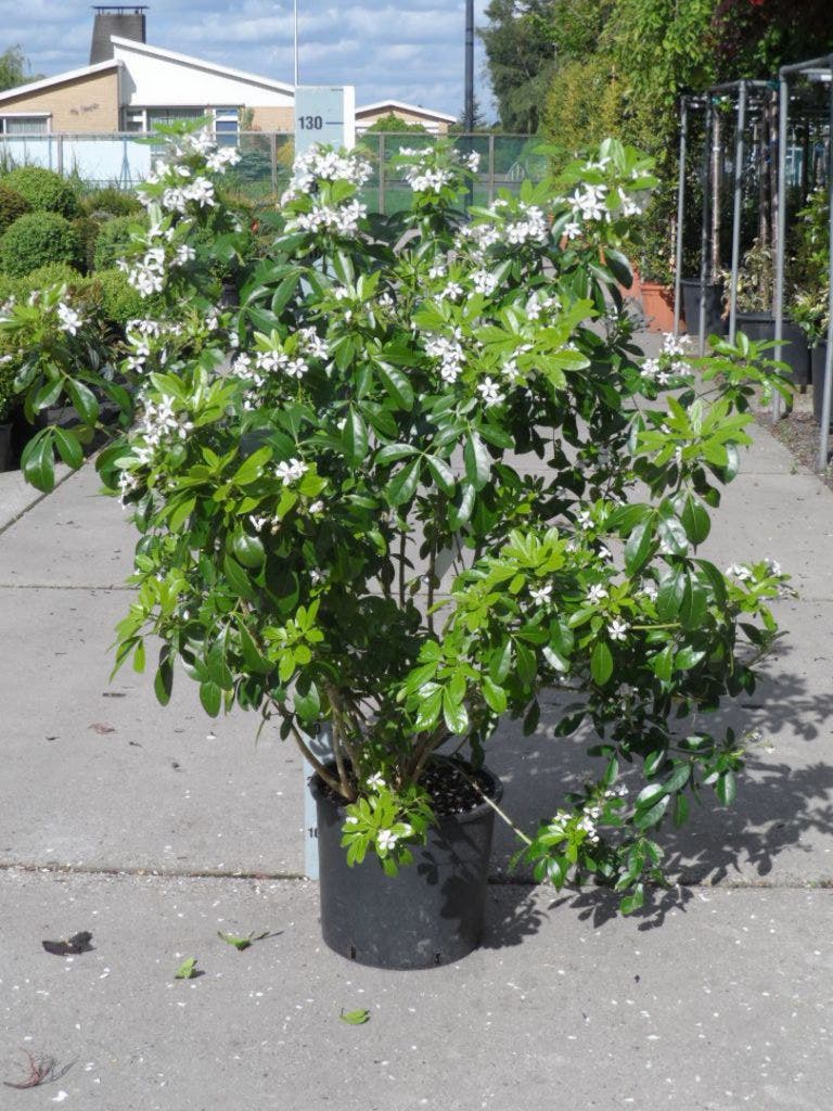  Choisya (Choisya Ternata)