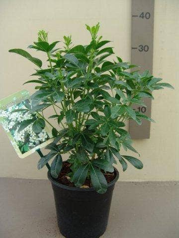  Choisya (Choisya Ternata)