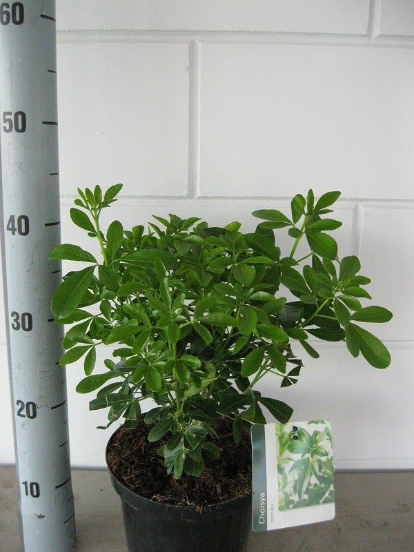  Choisya (Choisya Ternata)