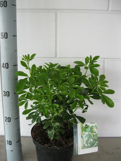  Choisya (Choisya Ternata)