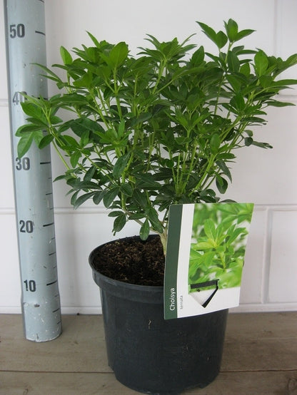  Choisya (Choisya Ternata)