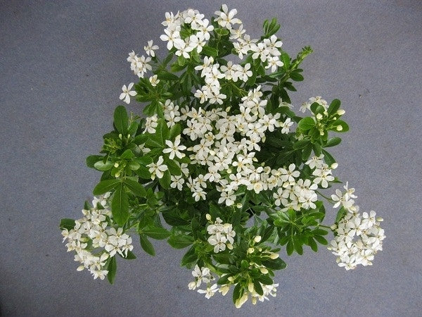  Choisya (Choisya Ternata)