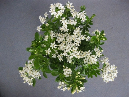  Choisya (Choisya Ternata)