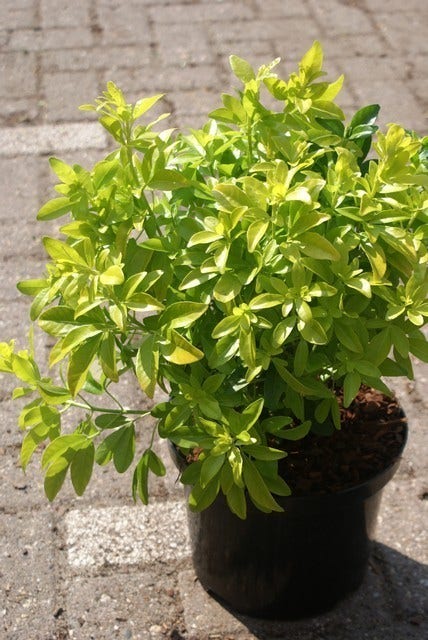 Choisya (Choisya Ternata 'Sundance')