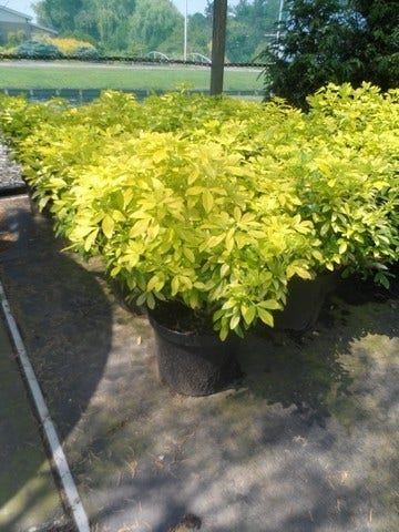  Choisya (Choisya Ternata 'Sundance')