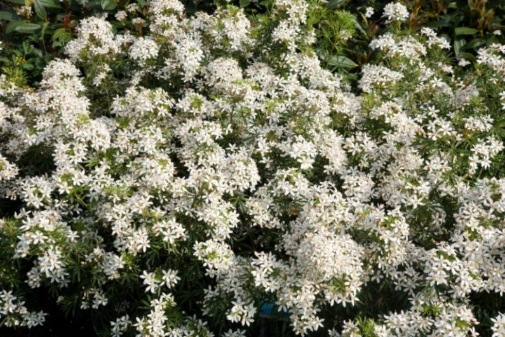 Choisya (Choisya Ternata 'White Dazzler')