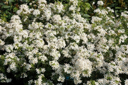  Choisya (Choisya Ternata 'White Dazzler')