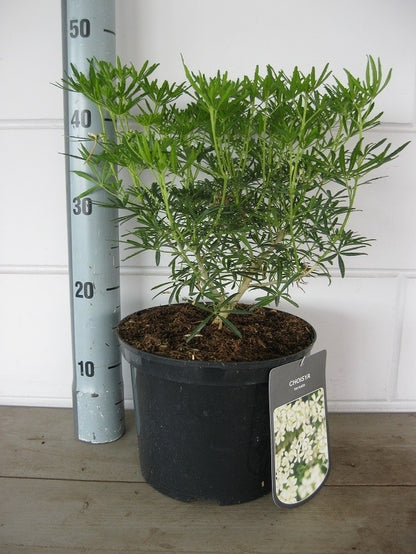  Choisya (Choisya Ternata 'White Dazzler')