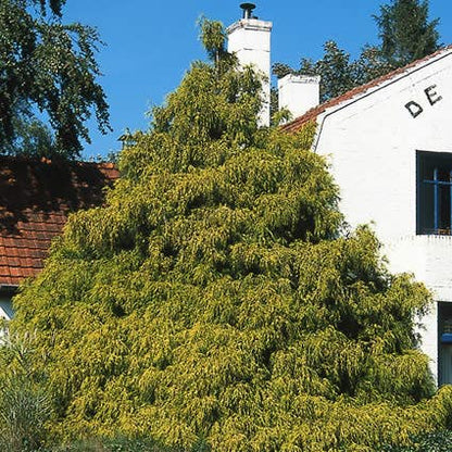  Cypres (Chamaecyparis Pisifera 'Filifera Aurea')