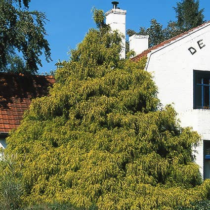  Cypres (Chamaecyparis Pisifera 'Filifera Aurea')