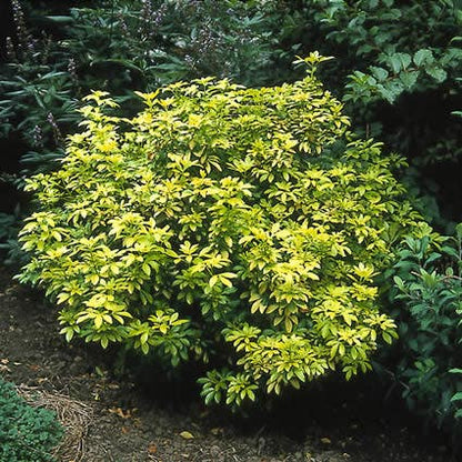  Choisya (Choisya Ternata 'Sundance')