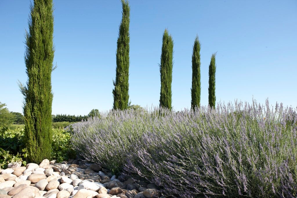  Italiaanse Cypres (Cupressus Sempervirens 'Stricta')