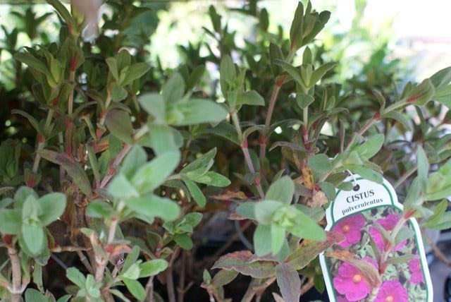  Cistus (Cistus Pulverulentus 'Sunset')