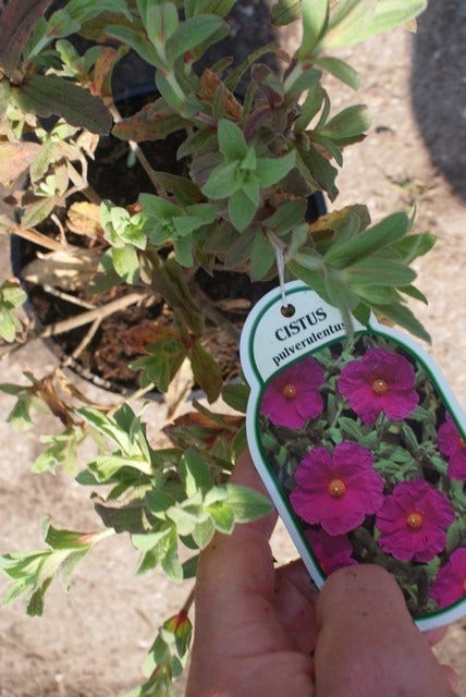  Cistus (Cistus Pulverulentus 'Sunset')