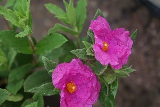  Cistus (Cistus Pulverulentus 'Sunset')