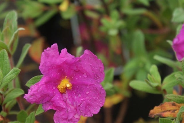  Cistus (Cistus Pulverulentus 'Sunset')