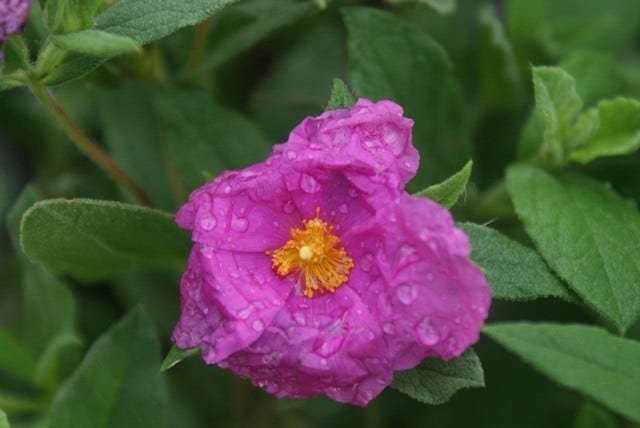  Cistus (Cistus Pulverulentus 'Sunset')