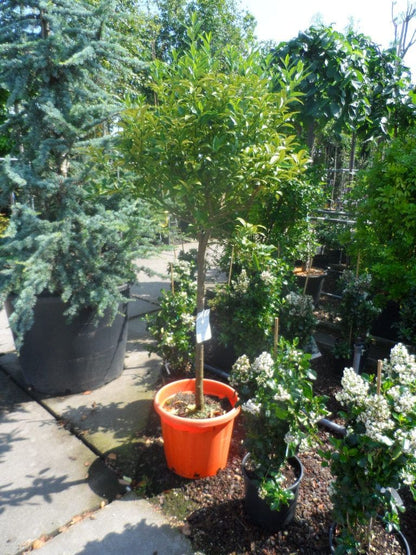  Kumquat (Citrus Kumquat)