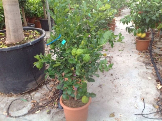  Kaffirlimoen (Citrus Hystrix)