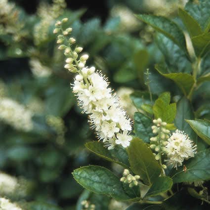  Schijnels (Clethra Alnifolia)