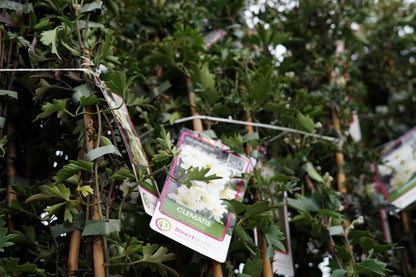 Groenblijvende Clematis (Clematis 'Avalanche')