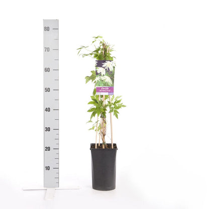  Bosrank (Clematis Alpina 'Albina Plena')