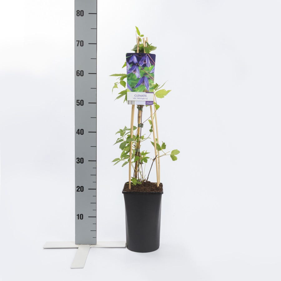  Bosrank (Clematis Alpina 'Helsingborg')
