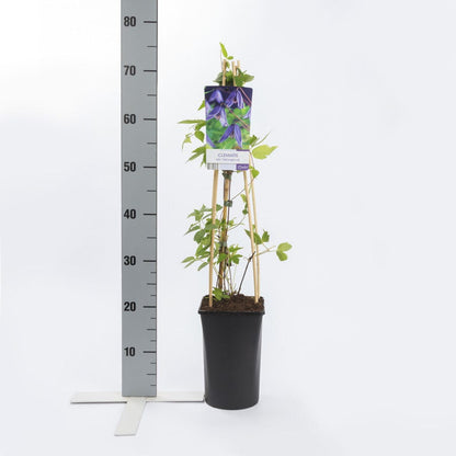  Bosrank (Clematis Alpina 'Helsingborg')