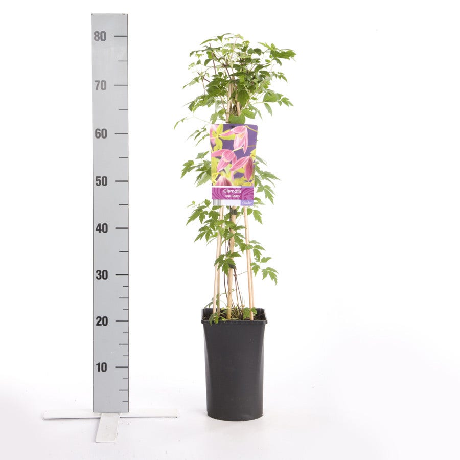  Bosrank (Clematis Alpina 'Ruby')