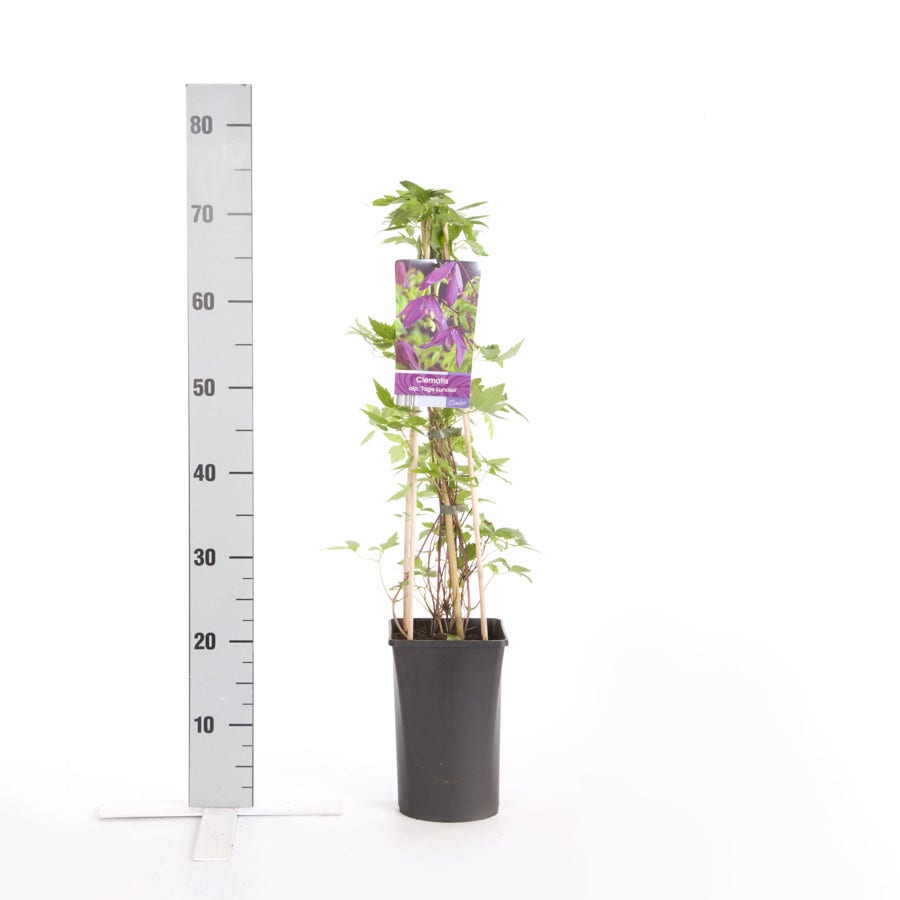  Bosrank (Clematis Viticella 'Tage Lundell')