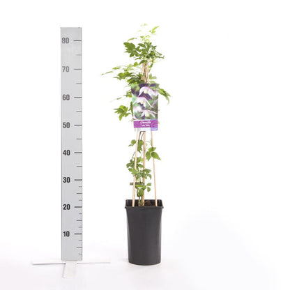  Bosrank (Clematis Alpina 'Willy')