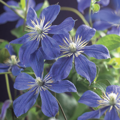  Bosrank (Clematis 'Arabella')