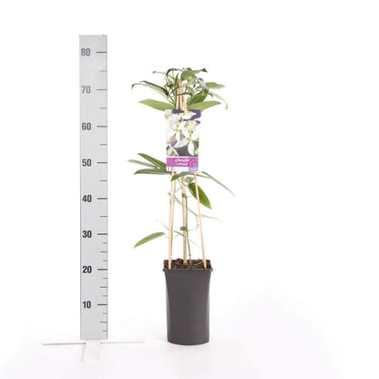  Bosrank, Groenblijvend (Clematis Armandii)