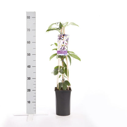  Bosrank, Groenblijvend (Clematis Armandii 'Apple Blossom')