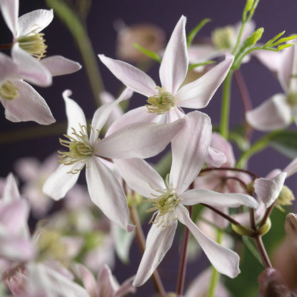  Bosrank, Groenblijvend (Clematis Armandii 'Apple Blossom')