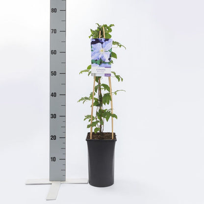  Bosrank (Clematis 'Blekitny Aniol' (Blue Angel))