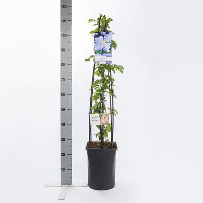  Bosrank (Clematis 'Blekitny Aniol' (Blue Angel))