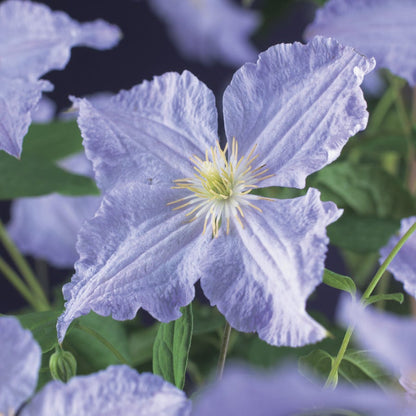  Bosrank (Clematis 'Blekitny Aniol' (Blue Angel))