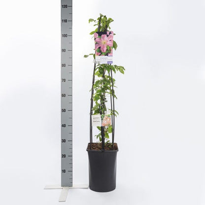  Clematis (Clematis 'Comtesse De Bouchaud')