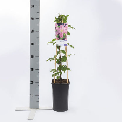  Clematis (Clematis 'Comtesse De Bouchaud')