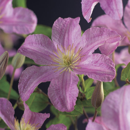 Clematis (Clematis 'Comtesse De Bouchaud')