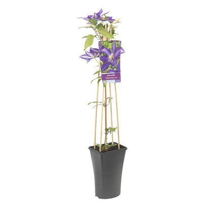  Bosrank (Clematis 'Daniel Deronda')