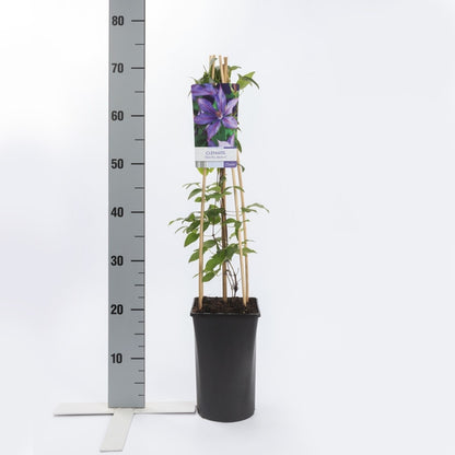  Bosrank (Clematis 'Dorothy Walton')