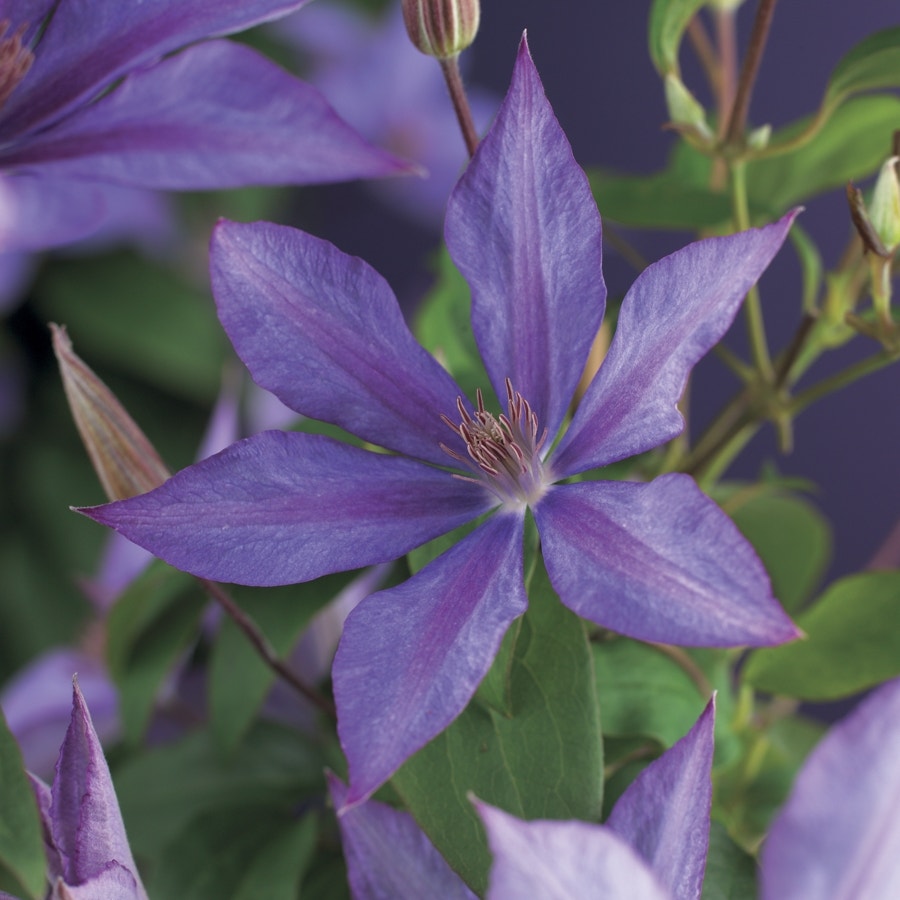  Bosrank (Clematis 'Dorothy Walton')
