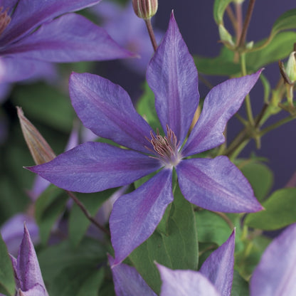  Bosrank (Clematis 'Dorothy Walton')