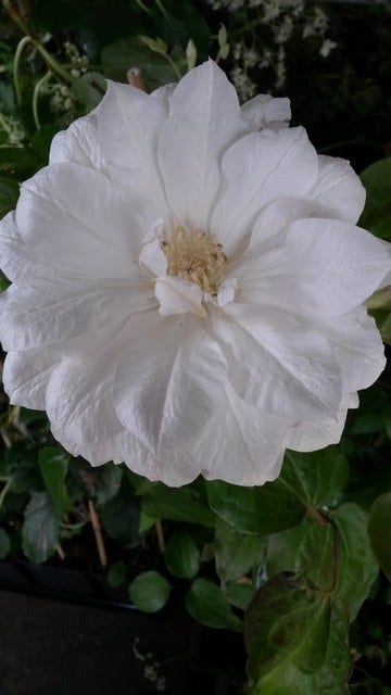  Bosrank (Clematis 'Duchess Of Edinburgh')